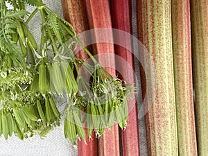 Rhubarbs and sweet cicely, juice ingredients