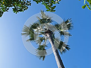 Rhun Palm against sky