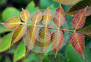 Rhus chinensis, nutgall tree