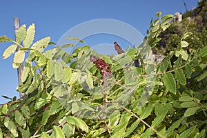 Rhus coriaria branch close up