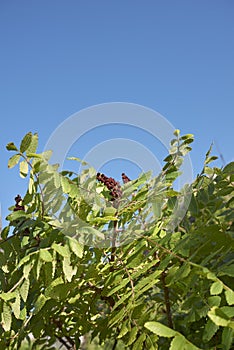 Rhus coriaria branch close up
