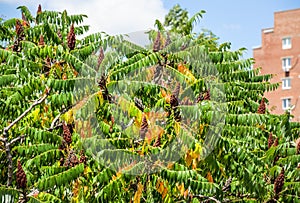 Rhus coriaria, commonly called Sicilian sumac, tanner`s sumach