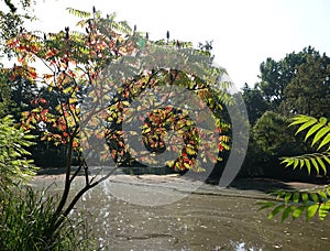 Rhus Hirta or Rhus Typhina starting with autumn colors