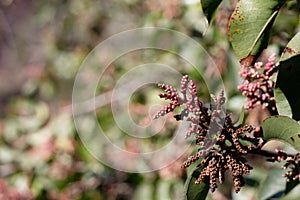 RHUS OVATA BUDS - FRANKLIN CANYON P - 111720 B