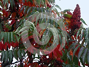 Rhus sumac