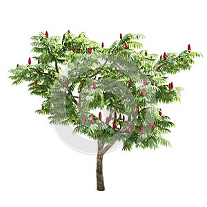 Rhus Tree Isolated
