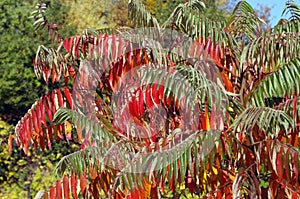 Rhus typhina