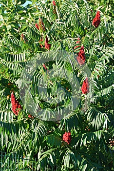Rhus typhina