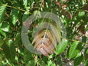 Rhus typhina. Acetic tree.