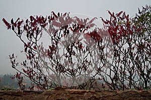 Rhus typhina and gray sky