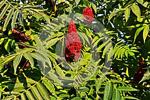 Rhus typhina, red blossom of sumach tree