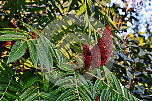 Rhus typhina, red blossom of sumach tree