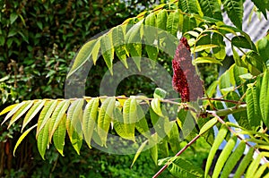 Rhus typhina, red blossom of sumach tree