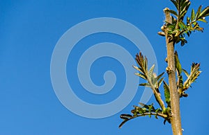 Rhus typhina Staghorn sumac, Anacardiaceae tree. Close-up of young green fluppy leaves on blue sky background