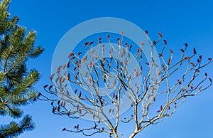 Rhus typhina Staghorn sumac, Anacardiaceae tree. Red fluffy fruits on gray branches on blue sky background. Fresh wallpaper