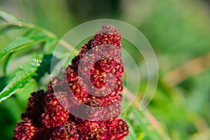 Rhus typhina, the staghorn sumac, detail