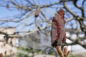 Rhus typhina, the staghorn sumac, detail of flower