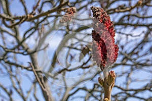 Rhus typhina, the staghorn sumac, detail of flower