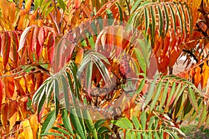 Rhus typhina, or staghorn sumac, leaves colored of green and orange in autumn