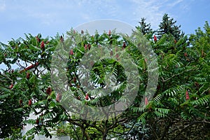 Rhus typhina, the staghorn sumac, is a species of flowering plant in the family Anacardiaceae. Berlin, Germany