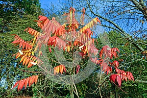 Rhus typhina, the staghorn sumac, a species of flowering plant in the family Anacardiaceae, native to eastern North America