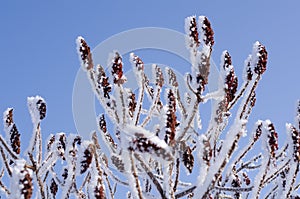 Rhus typhina. Sumac deer-legged fluffy or vinegar tree against the blue sky