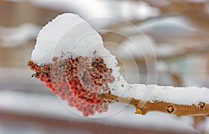 Rhus typhina tree branch with flower in winter