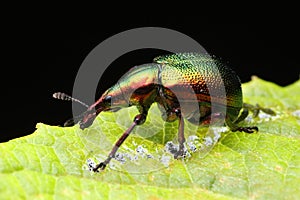 Rhynchites auratus on a leaf