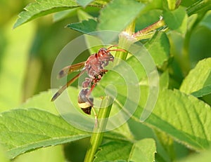 Rhynchium wasp perched atop a lush green plant, its wings outstretched in anticipation