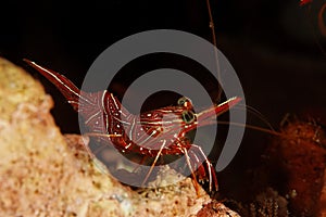 Rhynchocinetes durbanensis - Similan, Thailand