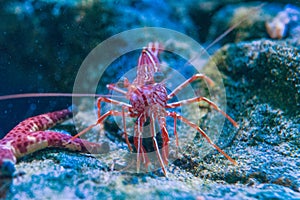 Rhynchocinetes durbanensis underwater view