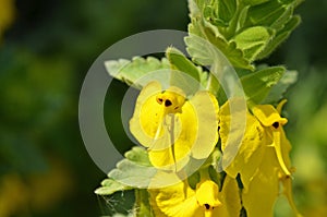 Rhynchocorys maxima Flower close up , flora Iran photo