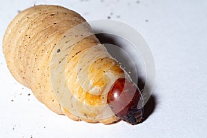 Rhynchophorus ferrugineus larva photo
