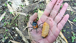 Rhynchophorus worm ferrugineus that is eating bamboo shoots