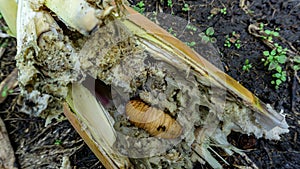 Rhynchophorus worm ferrugineus that is eating bamboo shoots photo