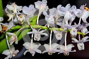 Rhynchostylis