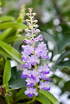 Rhynchostylis coelestis