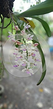 Rhynchostylis gigantea orchid flower