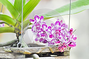 Rhynchostylis gigantea or orchid flower