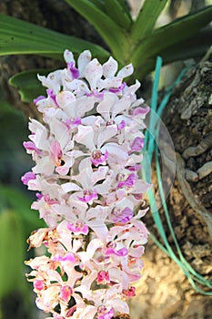 Rhynchostylis gigantea orchids flowers bloom in spring adorn the beauty of nature
