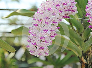 Rhynchostylis gigantea orchids flowers bloom in spring adorn the beauty of nature.