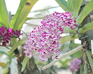 Rhynchostylis gigantea orchids flowers bloom in spring adorn the beauty of nature.