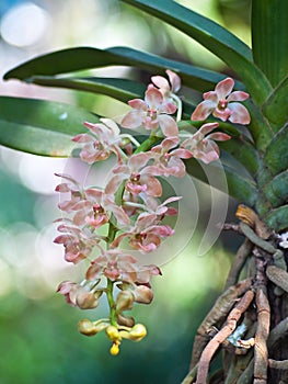 Rhynchostylis gigantea var orange