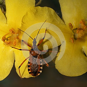 Rhynocoris iracundus is an assassin and thread-legged bug.