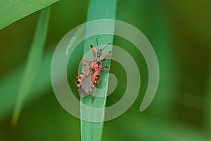 Rhynocoris iracundus is an assassin and thread-legged bug