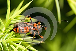 Rhynocoris iracundus