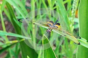 Rhyothemis phyllis, also know as yellow-striped flutterer, is a species of dragonfly of the family Libellulidae. It`s is commonly