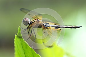 Rhyothemis phyllis dragonfly