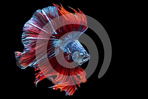 Rhythmic betta fighting fish over isolated black background. The moving moment beautiful of white, blue and red siamese betta