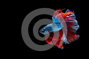 Rhythmic betta fighting fish over isolated black background. The moving moment beautiful of white, blue and red siamese betta